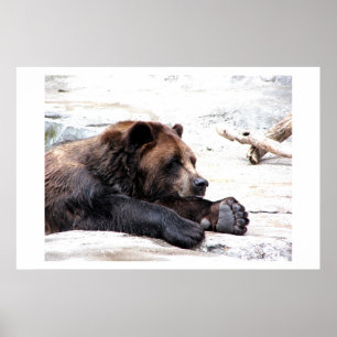 Brown Bear Poster
