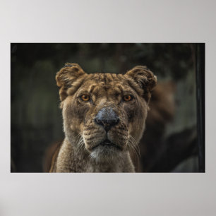 BROWN BEAR SELECTIVE FOCAL PHOTO DURING DAYTIME POSTER
