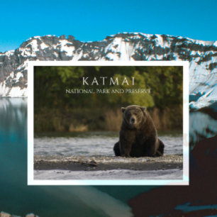 Brown Bear Sits in Brooks River, Katmai NPP. AK Postcard