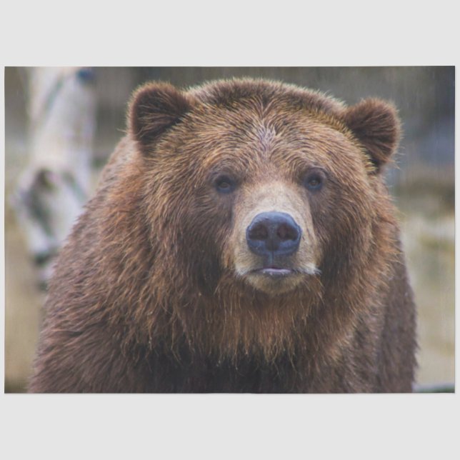 Brown Bear  Tissue Paper (Front)