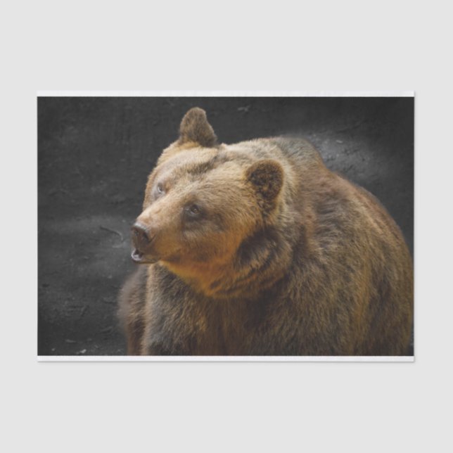 Brown Bear Tissue Paper (Front)