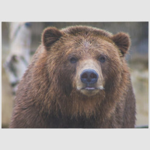 Brown Bear  Tissue Paper