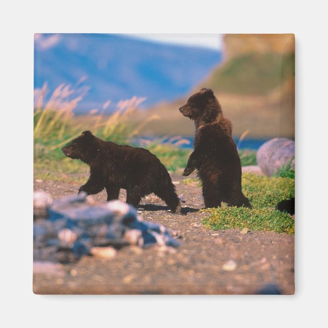 Brown Bear, Ursus arctos, Alaska Peninsula, Magnet (Front)