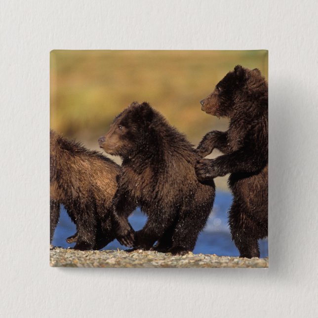 brown bear, Ursus arctos, grizzly bear, Ursus 2 Inch Square Button (Front)