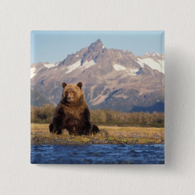 brown bear, Ursus arctos, grizzly bear, Ursus 2 Inch Square Button (Front)