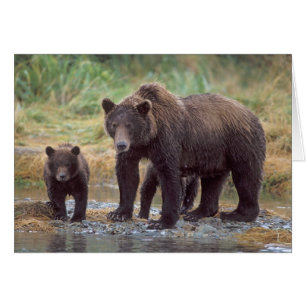 brown bear, Ursus arctos, grizzly bear, Ursus 3