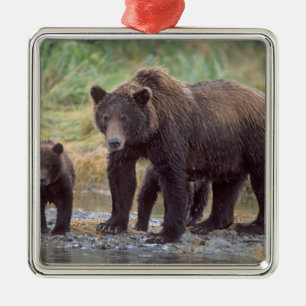 brown bear, Ursus arctos, grizzly bear, Ursus 3 Metal Ornament