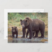 brown bear, Ursus arctos, grizzly bear, Ursus 3 Postcard (Front/Back)