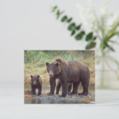brown bear, Ursus arctos, grizzly bear, Ursus 3 Postcard (Standing Front)