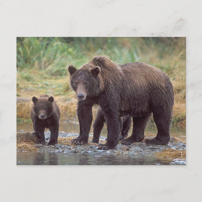 brown bear, Ursus arctos, grizzly bear, Ursus 3 Postcard (Front)