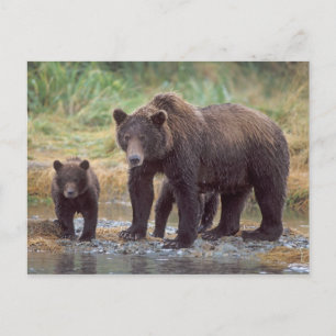 brown bear, Ursus arctos, grizzly bear, Ursus 3 Postcard