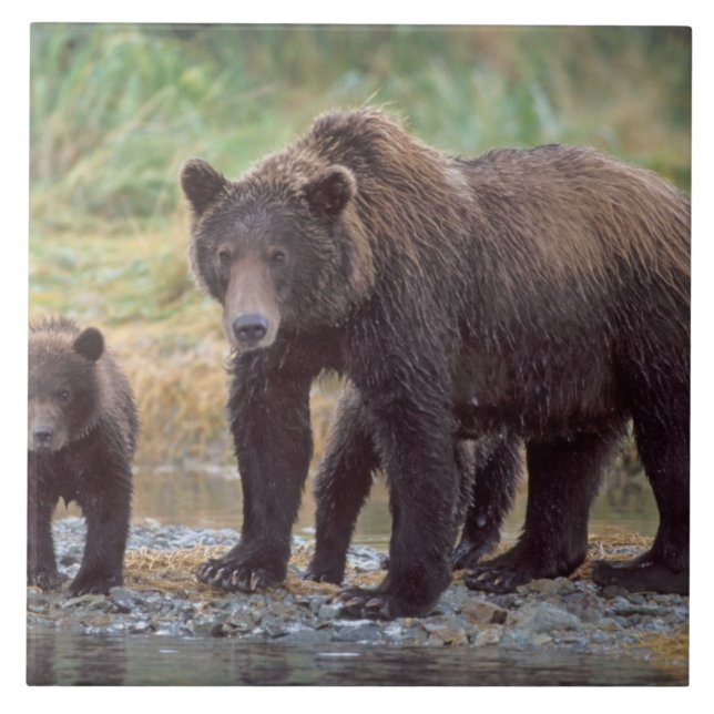 brown bear, Ursus arctos, grizzly bear, Ursus 3 Tile (Front)