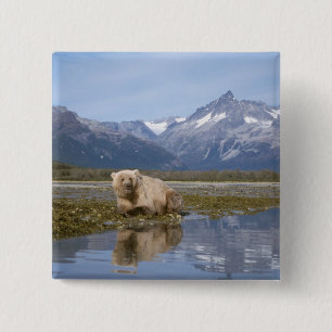 brown bear, Ursus arctos, grizzly bear, Ursus 4 2 Inch Square Button