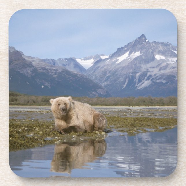 brown bear, Ursus arctos, grizzly bear, Ursus 4 Coaster (Front)