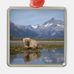 brown bear, Ursus arctos, grizzly bear, Ursus 4 Metal Ornament