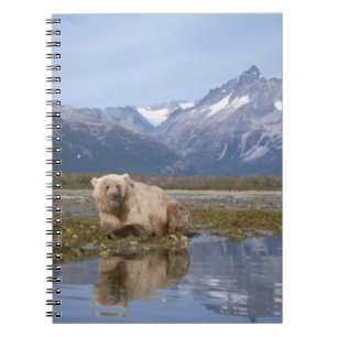 brown bear, Ursus arctos, grizzly bear, Ursus 4 Notebook