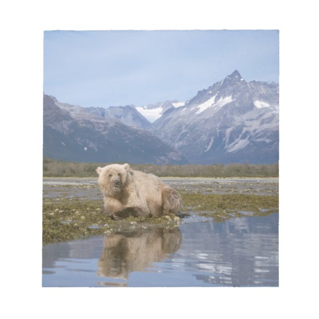 brown bear, Ursus arctos, grizzly bear, Ursus 4 Notepad (Front)
