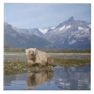 brown bear, Ursus arctos, grizzly bear, Ursus 4 Tile