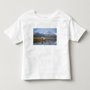 brown bear, Ursus arctos, grizzly bear, Ursus 4 Toddler T-shirt