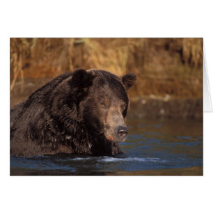brown bear, Ursus arctos, grizzly bear, Ursus 5