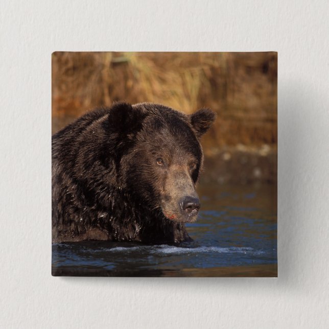 brown bear, Ursus arctos, grizzly bear, Ursus 5 2 Inch Square Button (Front)
