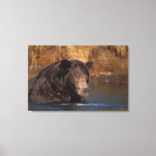 brown bear, Ursus arctos, grizzly bear, Ursus 5 Canvas Print