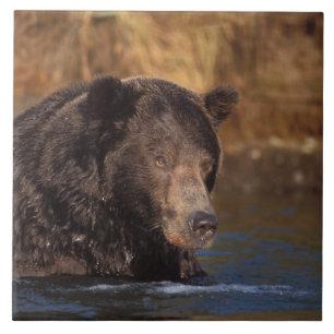 brown bear, Ursus arctos, grizzly bear, Ursus 5 Tile