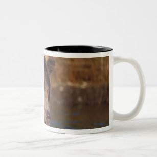 brown bear, Ursus arctos, grizzly bear, Ursus 5 Two-Tone Coffee Mug