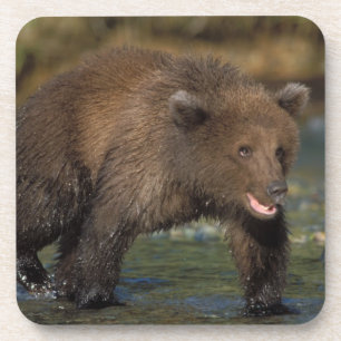 brown bear, Ursus arctos, grizzly bear, Ursus 6 Coaster