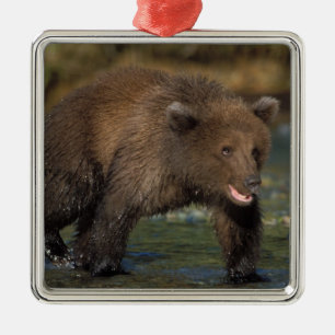 brown bear, Ursus arctos, grizzly bear, Ursus 6 Metal Ornament