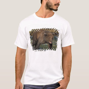 brown bear, Ursus arctos, grizzly bear, Ursus 6 T-Shirt