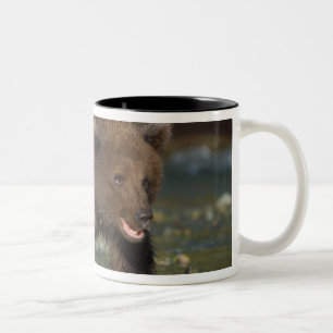 brown bear, Ursus arctos, grizzly bear, Ursus 6 Two-Tone Coffee Mug