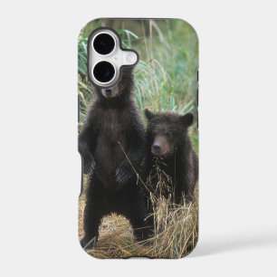 brown bear, Ursus arctos, grizzly bear, Ursus 7 2