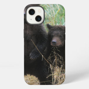 brown bear, Ursus arctos, grizzly bear, Ursus 7 2 iPhone 13 Case