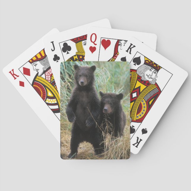 brown bear, Ursus arctos, grizzly bear, Ursus 7 2 Playing Cards (Back)