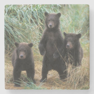 brown bear, Ursus arctos, grizzly bear, Ursus 7 2 Stone Coaster