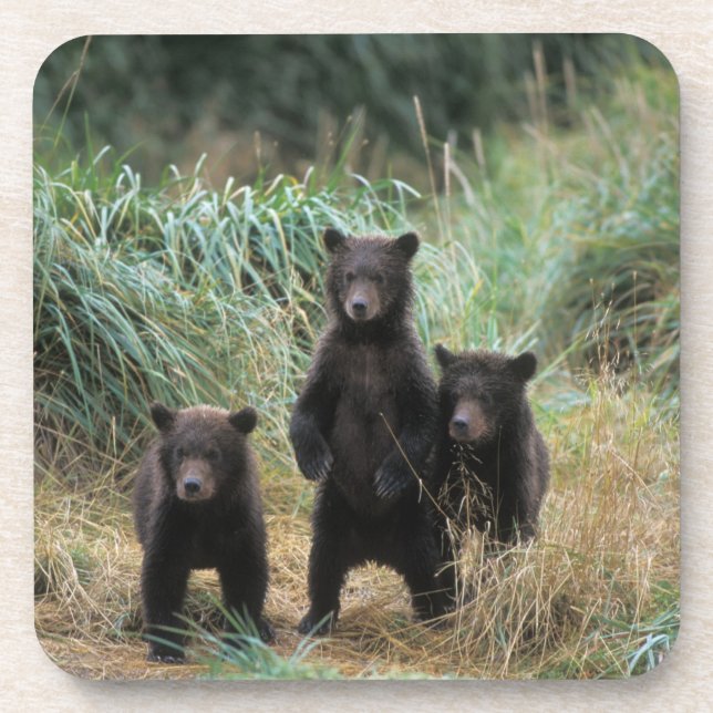 brown bear, Ursus arctos, grizzly bear, Ursus 7 Coaster (Front)