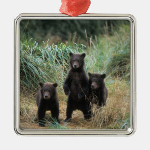 brown bear, Ursus arctos, grizzly bear, Ursus 7 Metal Ornament