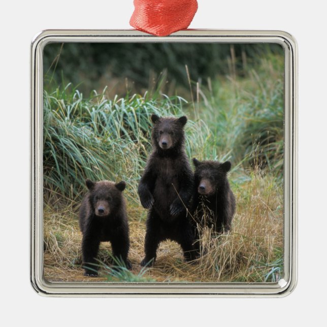 brown bear, Ursus arctos, grizzly bear, Ursus 7 Metal Ornament (Front)