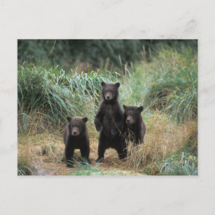 brown bear, Ursus arctos, grizzly bear, Ursus 7 Postcard