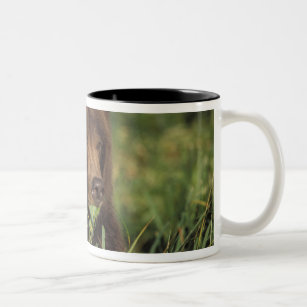 brown bear, Ursus arctos, grizzly bear, Ursus 7 Two-Tone Coffee Mug