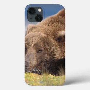 brown bear, Ursus arctos, grizzly bear, Ursus 8 iPhone 13 Case
