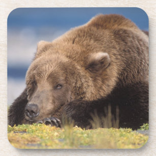 brown bear, Ursus arctos, grizzly bear, Ursus 8 Coaster