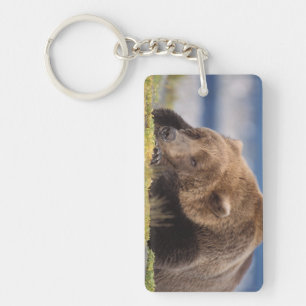 brown bear, Ursus arctos, grizzly bear, Ursus 8 Keychain