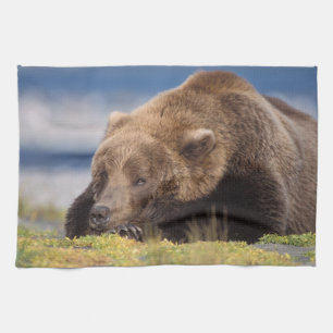 brown bear, Ursus arctos, grizzly bear, Ursus 8 Kitchen Towel