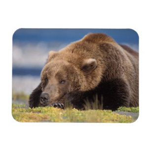 brown bear, Ursus arctos, grizzly bear, Ursus 8 Magnet