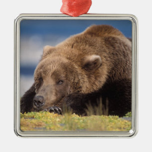 brown bear, Ursus arctos, grizzly bear, Ursus 8 Metal Ornament