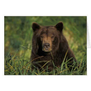 brown bear, Ursus arctos, grizzly bear, Ursus 9