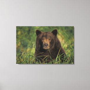 brown bear, Ursus arctos, grizzly bear, Ursus 9 Canvas Print