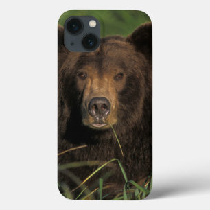 brown bear, Ursus arctos, grizzly bear, Ursus 9 iPhone 13 Case